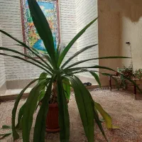 گیاه برگ ذرتی|گل و گیاه طبیعی|شیراز, شهرک والفجر|دیوار