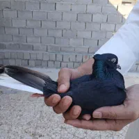 جفت اشعل برا فروش