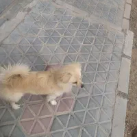 پاکوتاه پامر|سگ|شهرکرد, |دیوار
