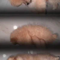 سگ پامر خرسی نژاد دار