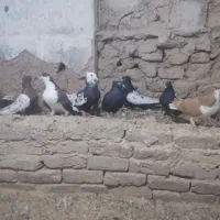 کبوتر رنگی دم سفید و خوش رنگ