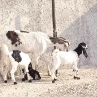 بز دقولو