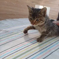 گربه خانگی|گربه|یزد, |دیوار