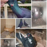 پرنده کفترفروشی سید