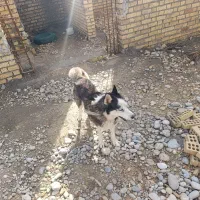 واگذاری سگ هاسکی