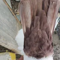 جفت دمدار|پرنده|راور, |دیوار