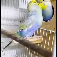 مرغ عشق انگلیسی رینبو|پرنده|مشهد, شهرک امام هادی (شهرک غرب)|دیوار