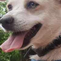 سگ پامر اشپبتز|سگ|رودسر, |دیوار