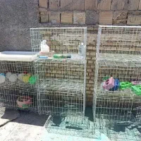 جفت کنی کبوتر