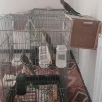 عروس هلندی|پرنده|کرج, کیانمهر|دیوار