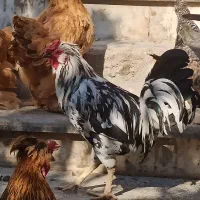 تخم نطفه دار گلین|حیوانات مزرعه|اصفهان, بهارستان (مخابرات)|دیوار