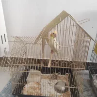 5 عدد مرغ عشق و 1 عدد عروس هلندی|پرنده|شهریار, شهرک وائین|دیوار