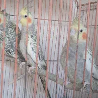 عروس هلندی  لوتینو گل باقالی سینامون|پرنده|آبدانان, |دیوار