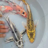 کوی مولد 30 و 40 سانتی