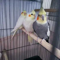 7 عدد عروس هلندی 3 عدد سخنگو