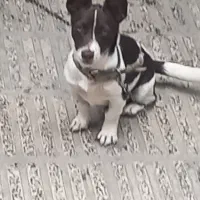 سگ پا کوتاه ماده ۶ ماهه|سگ|گرگان, |دیوار