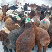 ۵۶ بره سبک سپیدان
