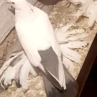 گوی گویروخ ارکح|پرنده|تبریز, |دیوار