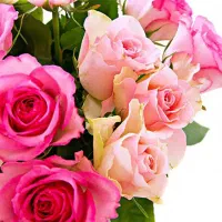 همکاری و راه اندازی گلخانه