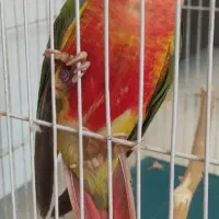 گرینچیگ گمشده