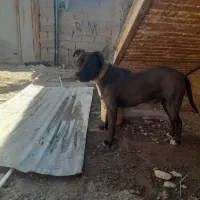 پیتبول یک ساله نیم