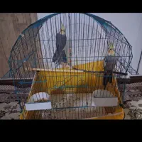 عروس هلندی