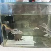 اکواریوم وماهی فیلتر هوا وپمپ و...