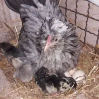 تخم نطفه دار مرغ گلین