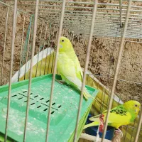 فروش مرغ عشق