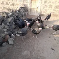 10عدد بوقلمون نر|حیوانات مزرعه|بازرگان, |دیوار