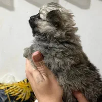 توله پامرانین