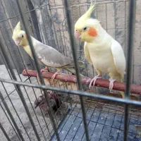 سلام عروس هلندی سفیدماده