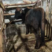 فروش ورزا|حیوانات مزرعه|لشت نشا, |دیوار