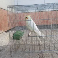 فروش مرغ هلندی