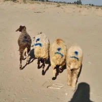 ۴راس بره نر|حیوانات مزرعه|جیرفت, |دیوار