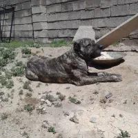 نرافغان اصیل