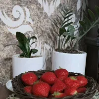 فروشگاه توت فرنگی