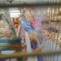 عروس هلندی ماده مرواریدی