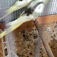 فروش عروس هلندی