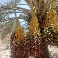 خوشه نخل خرمامضافتی خ ری دارم