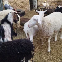 میش لاکن وشال وافشاروبره چاق دورگ غزل|حیوانات مزرعه|اردکان, |دیوار