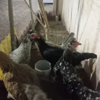 پانزده عدد مرغ تخمگذار