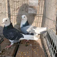 کبوتر پرشی ابلغ|پرنده|کهریزک, |دیوار