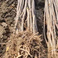 نهال سیب مالینگ زودبارده و پربازده|خدمات باغبانی و درختکاری|سردشت, |دیوار