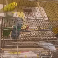 جفت مرغ عشق و جوجه