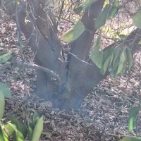 خرید و فروش انواع چوب مرکبات وغیره بابهترین قیمت|خدمات باغبانی و درختکاری|کازرون, |دیوار