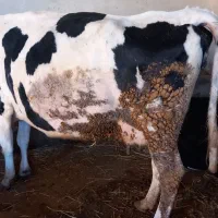 گاو شیری هلشتاین