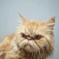 پرشین گارفیلدی|گربه|قدس, شهر‌قدس|دیوار