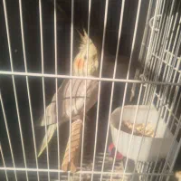 عروس هلندی|پرنده|تهران, منیریه|دیوار