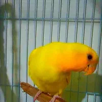 یک عدد طوطی کوتوله اوپال کله نارنجی|پرنده|بندرعباس, |دیوار